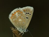Polyommatus dorylas 20, Turkooisblauwtje, female, Saxifaga-Theo Verstrael