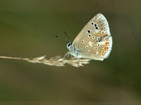 Polyommatus dorylas 21, Turkooisblauwtje, female, Saxifaga-Theo Verstrael