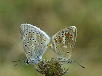 Polyommatus dorylas 22, Turkooisblauwtje, male and female, Saxifaga-Theo Verstrael
