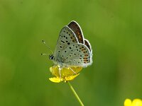 Polyommatus icarus 137, Icarusblauwtje, female, Saxifraga-Theo Verstrael