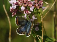 Polyommatus icarus 138, Icarusblauwtje, female, Saxifraga-Theo Verstrael