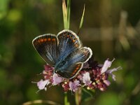 Polyommatus icarus 139, Icarusblauwtje, female, Saxifraga-Theo Verstrael