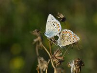 Polyommatus icarus 140, Icarusblauwtje, male and female,  Saxifraga-Theo Verstrael