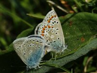 Polyommatus icarus 141, Icarusblauwtje, male and female, Saxifraga-Theo Verstrael
