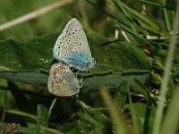Polyommatus icarus 142, Icarusblauwtje, male and female, Saxifraga-Theo Verstrael