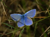Polyommatus icarus 143, Icarusblauwtje, male, Saxifraga-Theo Verstrael
