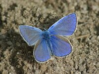 Polyommatus icarus 144, Icarusblauwtje, male, Saxifraga-Theo Verstrael
