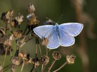 Polyommatus icarus 145, Icarusblauwtje, male, Saxifraga-Theo Verstrael