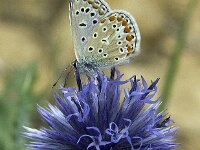 Polyommatus icarus 146, Icarusblauwtje, Saxifraga-Theo Verstrael