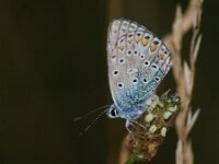 Polyommatus icarus 147, Icarusblauwtje, Saxifraga-Theo Verstrael