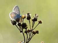 Polyommatus icarus 148, Icarusblauwtje, Saxifraga-Theo Verstrael