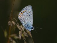 Polyommatus icarus 149, Icarusblauwtje, Saxifraga-Theo Verstrael