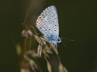 Polyommatus icarus 150, Icarusblauwtje, Saxifraga-Theo Verstrael