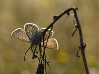 Polyommatus icarus 151, Icarusblauwtje, Saxifraga-Theo Verstrael
