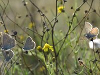 Polyommatus icarus 152, Icarusblauwtje, Saxifraga-Theo Verstrael