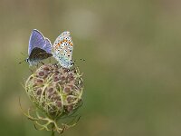 Polyommatus icarus 153, Icarusblauwtje, Saxifraga-Lieven Decrick