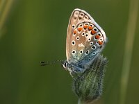 Polyommatus icarus 154, Icarusblauwtje, Saxifraga-Lieven Decrick