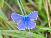 Polyommatus icarus 155, Icarusblauwtje, Saxifraga-Tom Heijnen