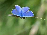 Polyommatus icarus 156, Icarusblauwtje, Saxifraga-Tom Heijnen
