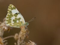 Pontia daplidice 18, Resedawitje, Saxifraga-Lieven Decrick
