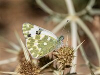 Pontia daplidice 19, Resedawitje, Saxifraga-Bart Heijne : 0924, 2025, Pontia daplidice, Riglos, Spanje, dagvlinder, insect, resedawitje, september, vakantie, wandeling