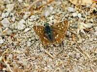 Pyrgus malvae 58, Aardbeivlinder, Saxifraga-Theo Verstrael