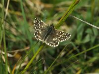 Pyrgus malvae 59, Aardbeivlinder, Saxifraga-Theo Verstrael