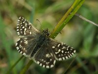 Pyrgus malvae 60, Aardbeivlinder, Saxifraga-Theo Verstrael