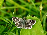 Pyrgus malvae 61, Aardbeivlinder, Saxifraga-Theo Verstrael
