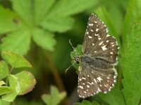 Pyrgus malvae 62, Aardbeivlinder, Saxifraga-Theo Verstrael