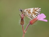 Pyrgus malvae 63, Aardbeivlinder, Saxifraga-Lieven Decrick