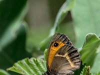 Pyronia bathseba 4, Spaans oranje zandoogje, Saxifraga-Theo Verstrael