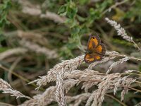 Pyronia tithonus 60, Oranje zandoogje, male, Saxifraga-Theo Verstrael
