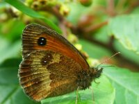 Pyronia tithonus 61, Oranje zandoogje, male, Saxifraga-Theo Verstrael