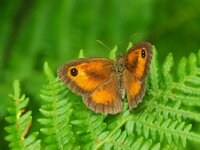Pyronia tithonus 62, Oranje zandoogje, male, Saxifraga-Theo Verstrael
