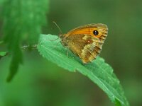 Pyronia tithonus 63, Oranje zandoogje, male, Saxifraga-Theo Verstrael