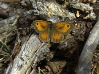Pyronia tithonus 65, Oranje zandoogje, male, Saxifraga-Theo Verstrael