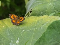 Pyronia tithonus 66, Oranje zandoogje, male, Saxifraga-Theo Verstrael