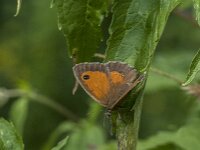 Pyronia tithonus 67, Oranje zandoogje, Saxifraga-Jan van der Straaten