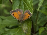 Pyronia tithonus 68, Oranje zandoogje, Saxifraga-Jan van der Straaten