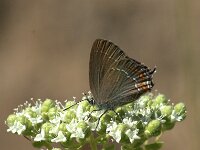 Satyrium ilicis 41, Bruine eikenpage, Saxifraga-Theo Verstrael