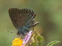 Satyrium ilicis 43, Bruine eikenpage, Saxifraga-Theo Verstrael