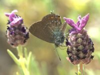 Satyrium ilicis 44, Bruine eikenpage, Saxifraga-Theo Verstrael