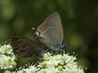 Satyrium ilicis 45, Bruine eikenpage, Saxifraga-Theo Verstrael