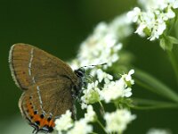 Satyrium pruni 13, Pruimenpage, Saxifraga-Theo Verstrael