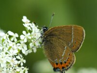Satyrium pruni 14, Pruimenpage, Saxifraga-Theo Verstrael