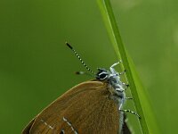 Satyrium pruni 15, Pruimenpage, Saxifraga-Theo Verstrael