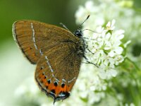 Satyrium pruni 16, Pruimenpage, Saxifraga-Theo Verstrael