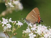 Satyrium w-album 31, Iepenpage, Saxifraga-Lieven Decrick