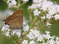 Satyrium w-album 32, Iepenpage, Saxifraga-Lieven Decrick